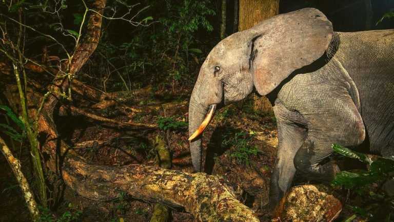 Découvrez les merveilles naturelles du Gabon : parcs nationaux...